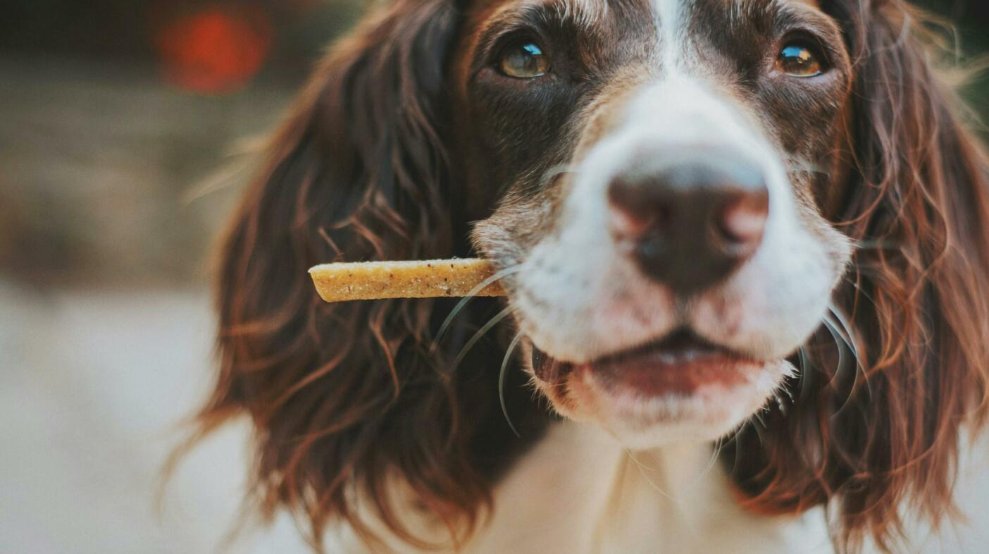 Image of a dog with a treat in his mouth