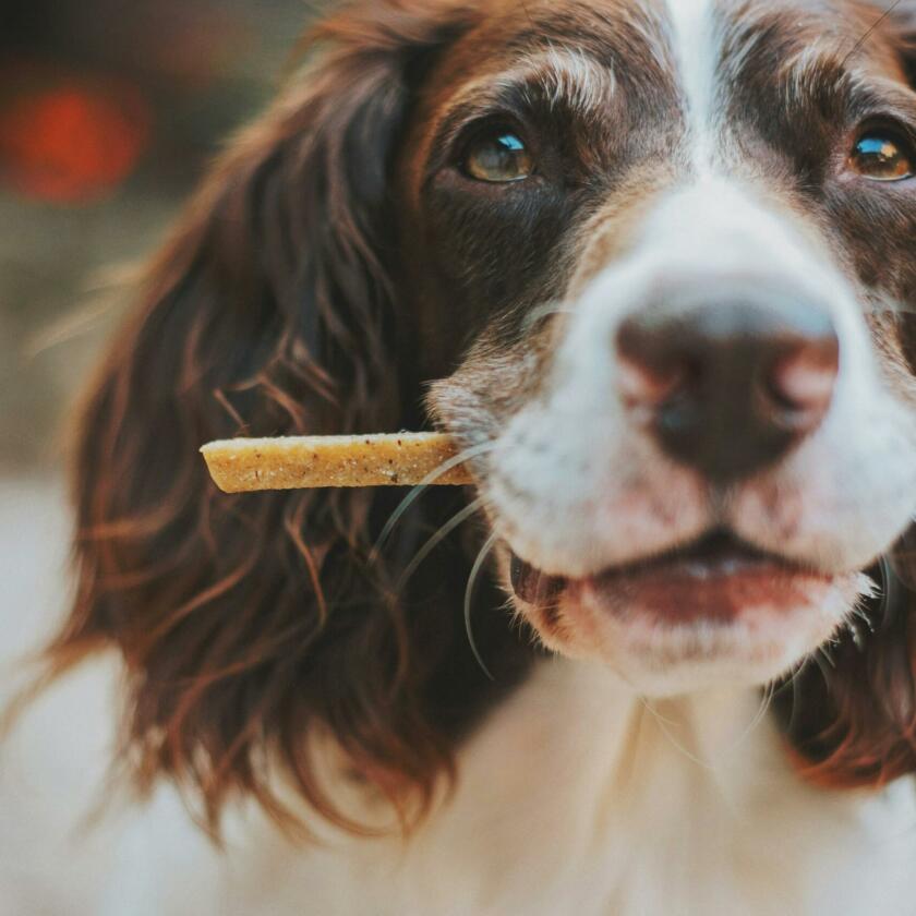 Image of a dog with a treat in his mouth