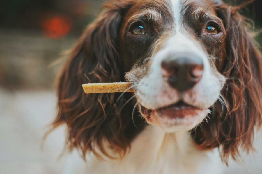 Image of a dog with a treat in his mouth