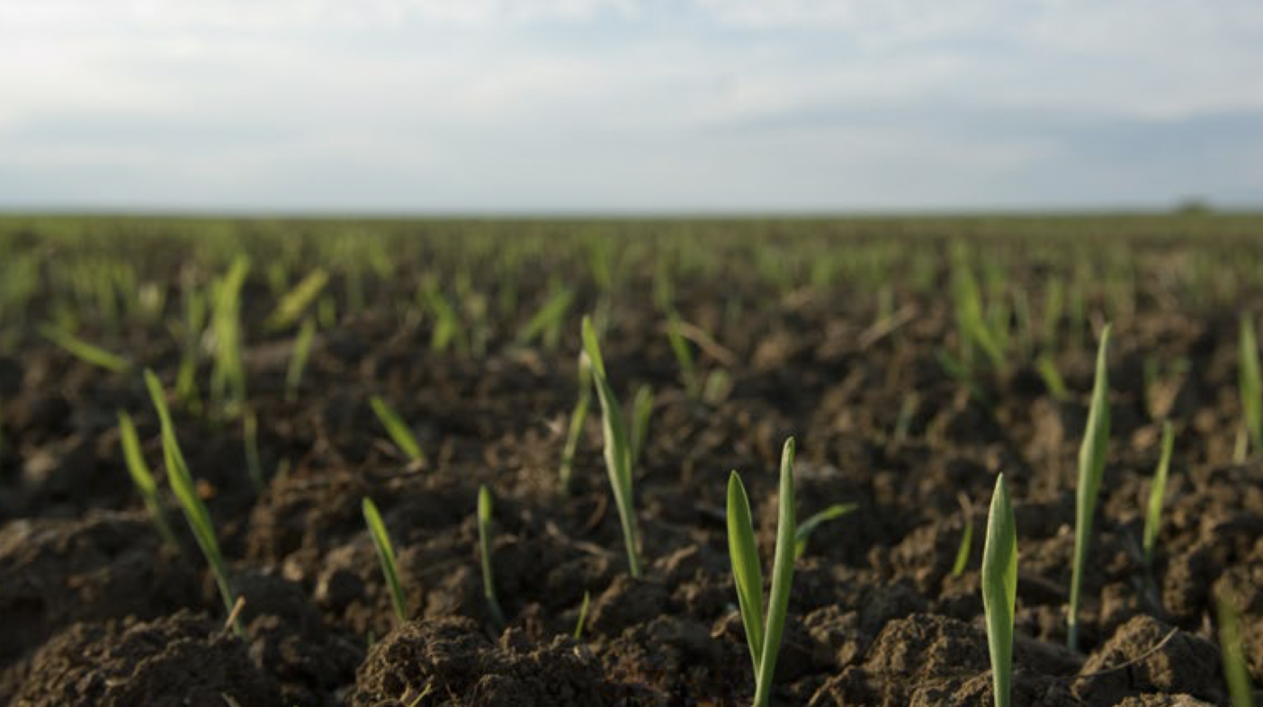 Photograph of shoots emerging from the earth